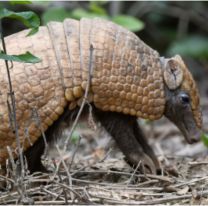 Volvieron a casa: liberaron animales aut&oacute;ctonos recuperados en Jujuy