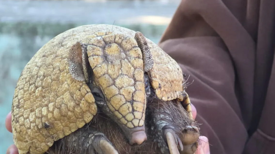 Animales recuperaron su libertad tras ser rehabilitados en Jujuy