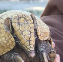 Animales recuperaron su libertad tras ser rehabilitados en Jujuy