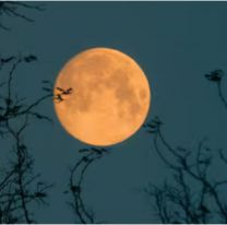 Esta noche llega la "Luna del Castor": la superluna mas grande del año