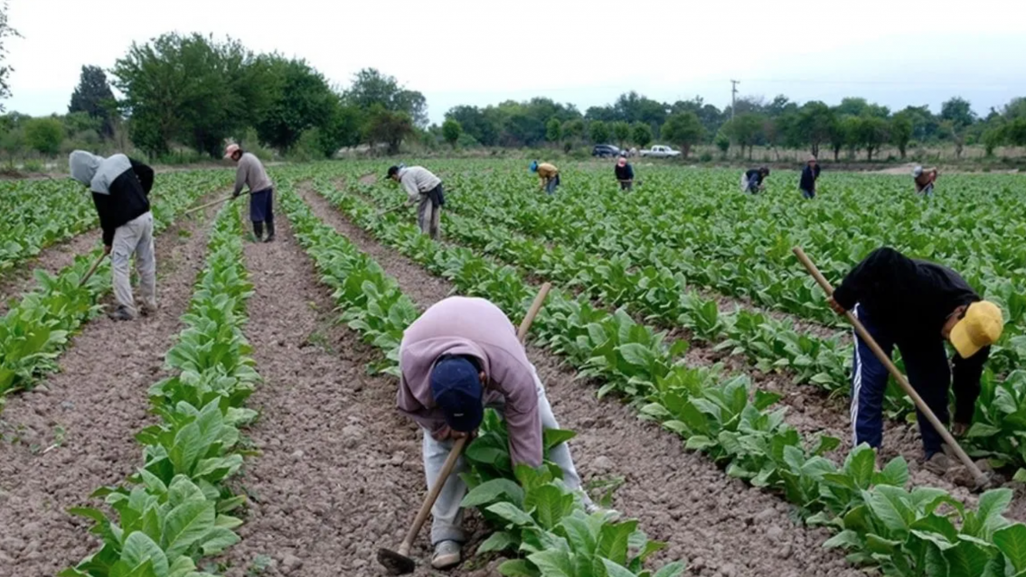 Crisis del Tabaco en Jujuy: Productores "a la deriva" por altos costos y falta de apoyo�