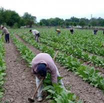 Crisis del Tabaco en Jujuy: Productores "a la deriva" por altos costos y falta de apoyo 