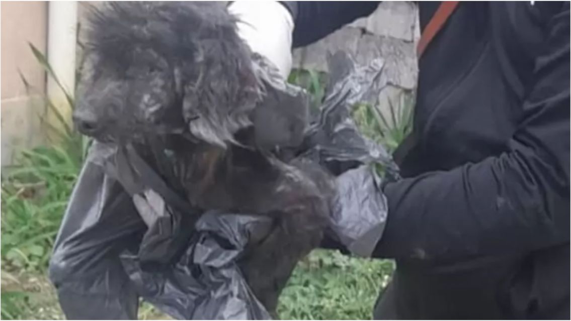 Dos héroes le salvaron la vida a dos perritos maltratados en Jujuy