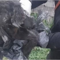 Dos héroes le salvaron la vida a dos perritos maltratados en Jujuy