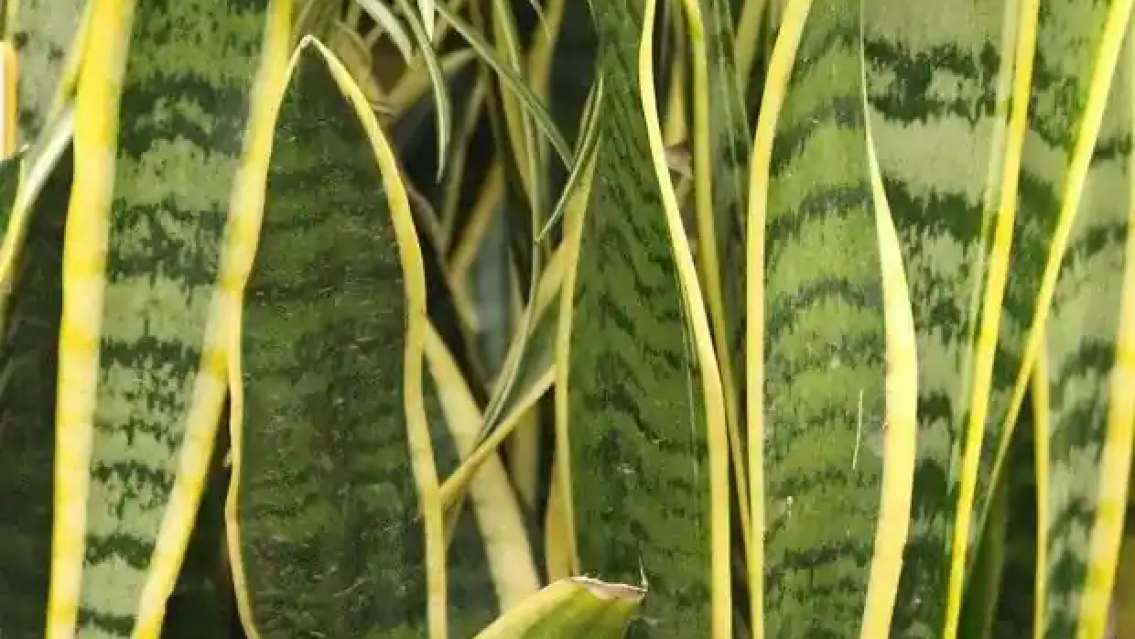 Increíble: enterraron una moneda en la lengua de suegra y pasó esto: