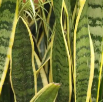 Incre&iacute;ble: enterraron una moneda en la lengua de suegra y pas&oacute; esto: