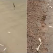 Alarma en el dique Los Alisos: decenas de peces muertos preocupan a los jujeños