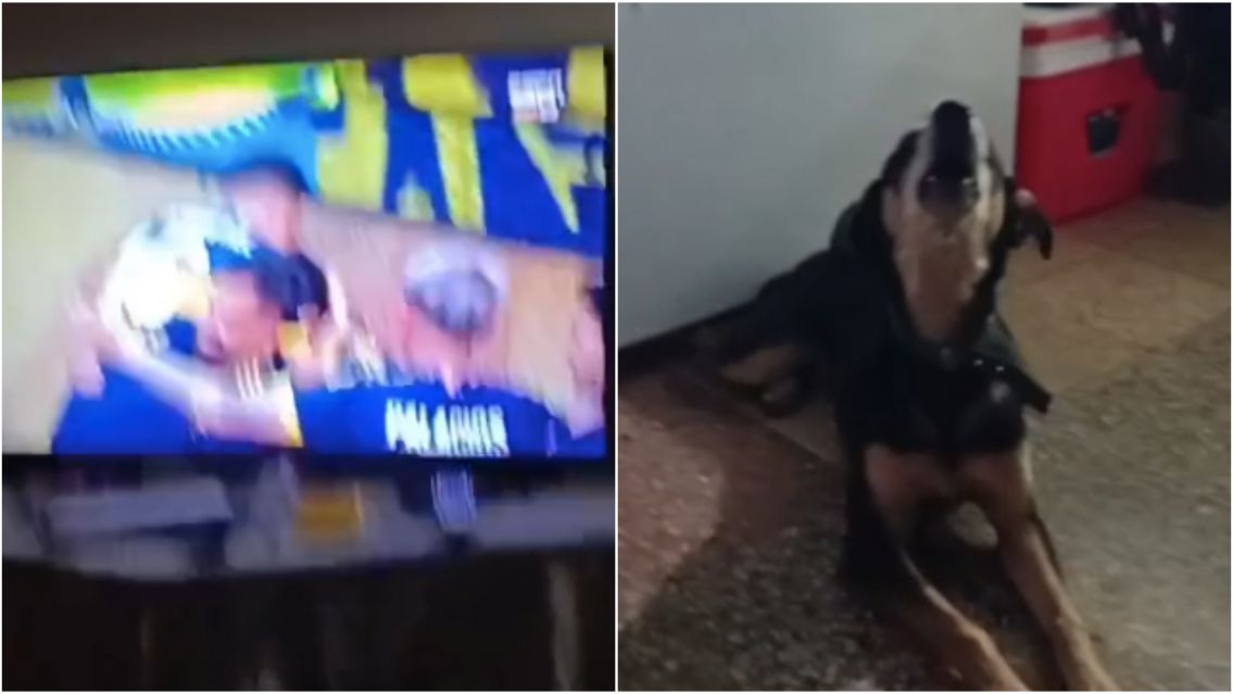 M�s bostero que Cavani: el perro del norte que festej� los goles de Boca