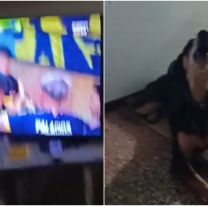 M&aacute;s bostero que Cavani: el perro del norte que festej&oacute; los goles de Boca
