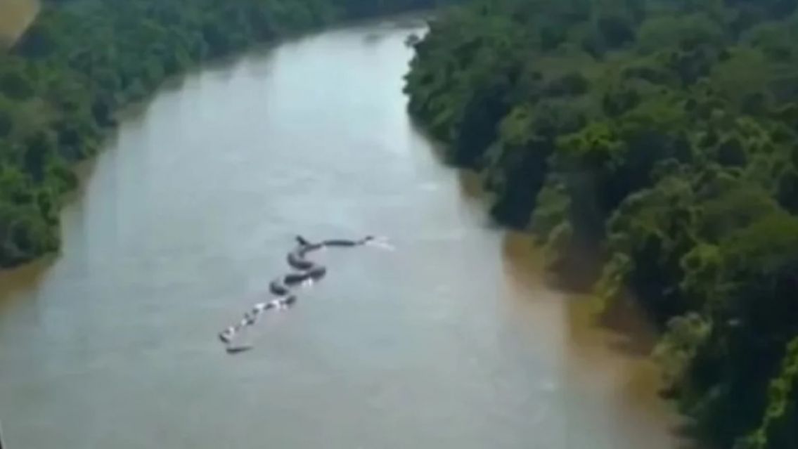 La anaconda gigante que apareció en Salta: vino arrastrada desde el Amazonas