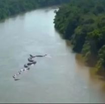 La anaconda gigante que apareció en Salta: vino arrastrada desde el Amazonas
