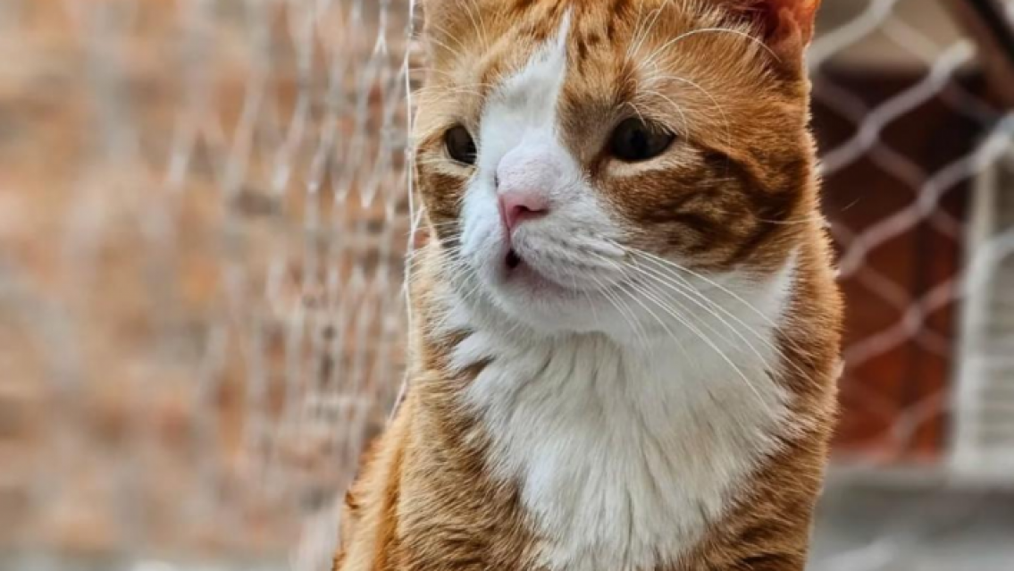 La historia del gatito norte�o con hidrocefalia que hizo llorar a todos