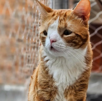 La historia del gatito norteño con hidrocefalia que hizo llorar a todos