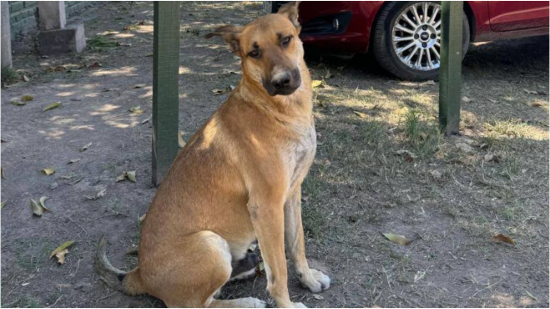 Conmoción por la muerte de "Gringo ", el perrito más querido por los jujeños