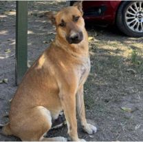 Conmoción por la muerte de "Gringo ", el perrito más querido por los jujeños