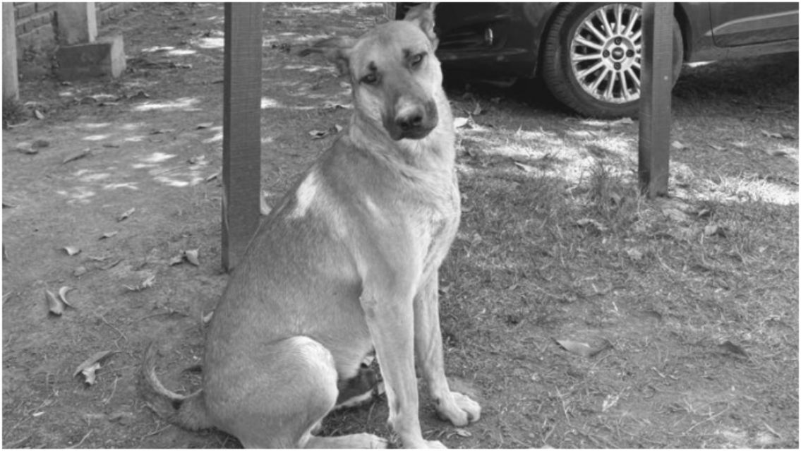 Convocan a una marcha para pedir justicia por Gringo, el perrito asesinado