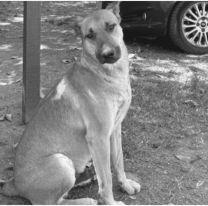 Convocan a una marcha para pedir justicia por Gringo, el perrito asesinado