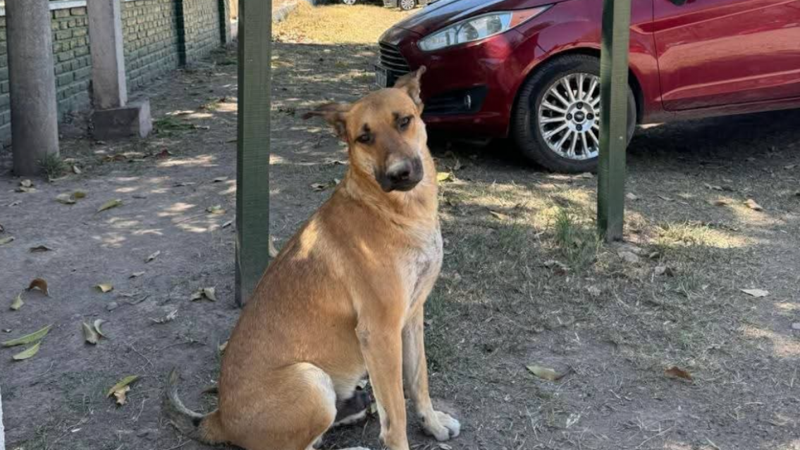 "Justicia por Gringo": brutal asesinato al perrito m�s querido del ramal juje�o