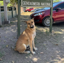 "Justicia por Gringo": brutal asesinato al perrito más querido del ramal jujeño
