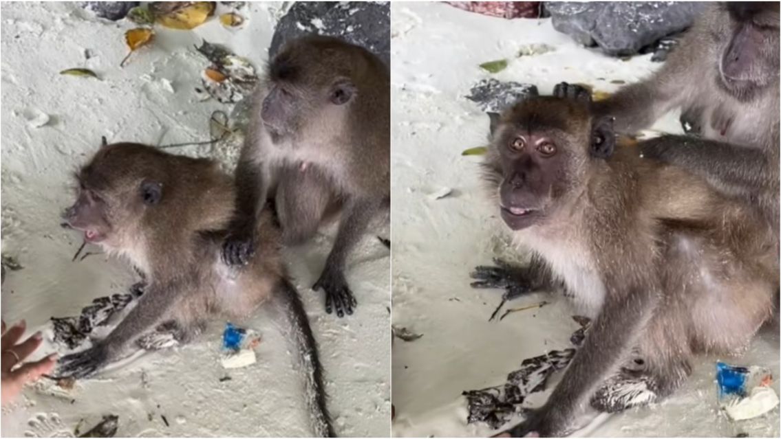 Julieta Poggio quiso saludar a unos monos y terminó en el piso