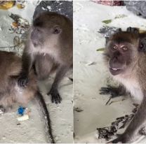 Julieta Poggio quiso saludar a unos monos y terminó en el piso