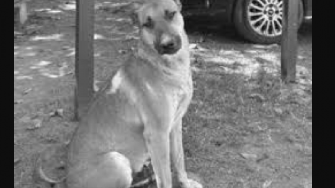 Conmoción en Jujuy: así descubrieron a los que atacaron a gringo