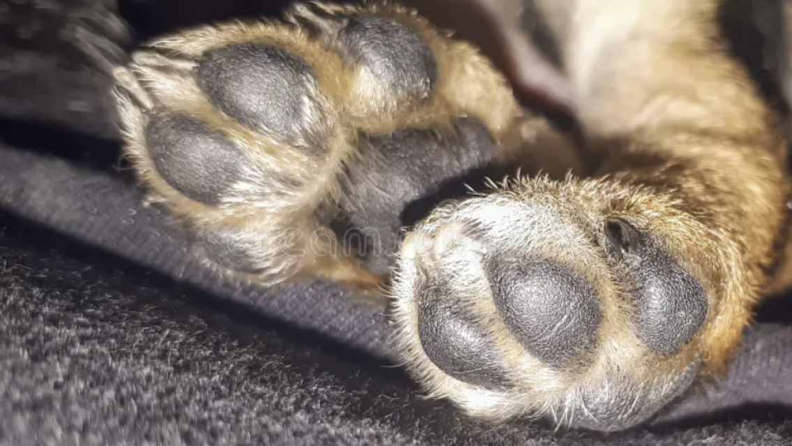 A Gringo lo mataron de la forma m�s cruel y van a pagar