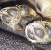 A Gringo lo mataron de la forma más cruel y van a pagar