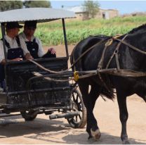 Misterioso caso en colonia menonita norteña: atacaron brutalmente a un hombre