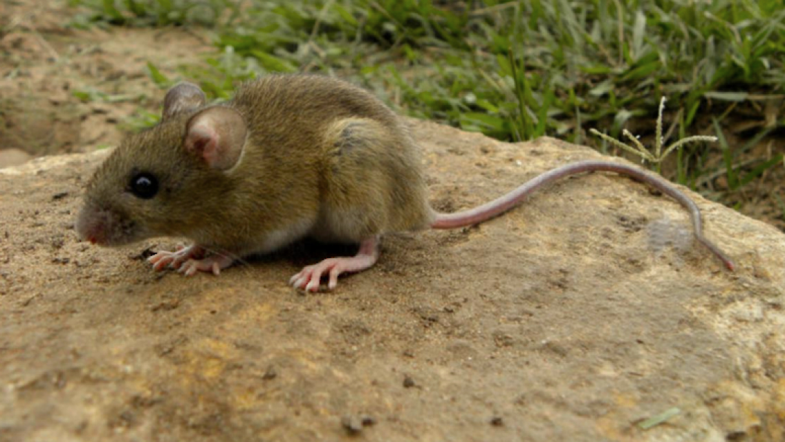 Van muriendo tres norteños por Hantavirus: preocupación total