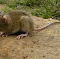Van muriendo tres norteños por Hantavirus: preocupación total