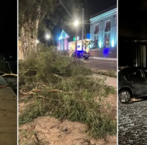 Tragedia por la lluvia: le cayó un árbol a un chico y murió