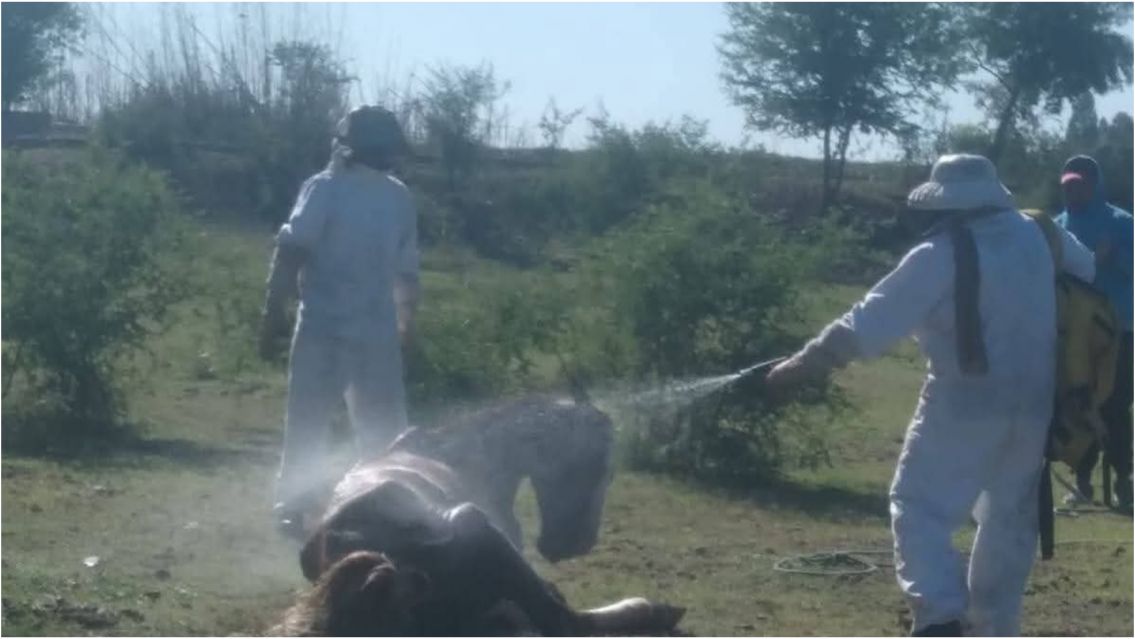 Pánico en Parque Belgrano: abejas atacaron a un grupo de caballos