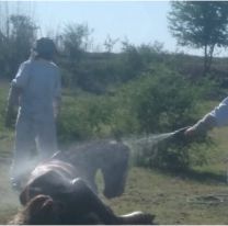 Pánico en Parque Belgrano: abejas atacaron a un grupo de caballos
