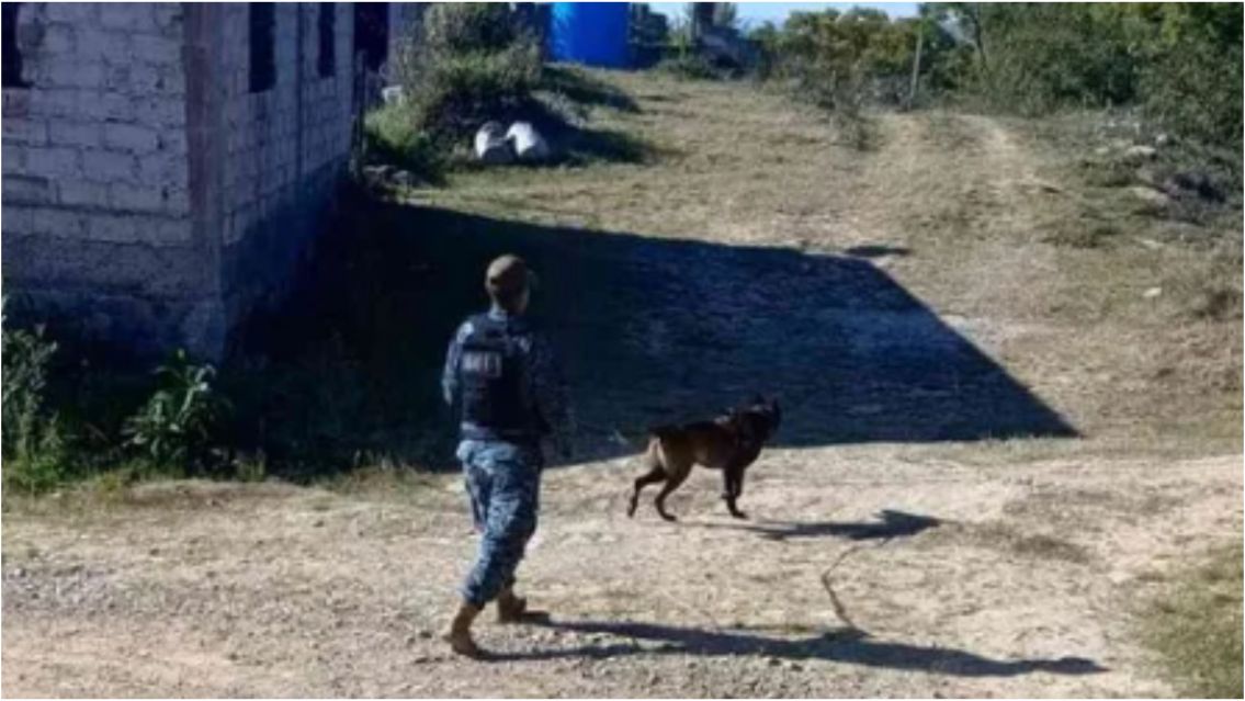 Qui�n es Roco, el perro polic�a que encontr� a un juje�ito desaparecido