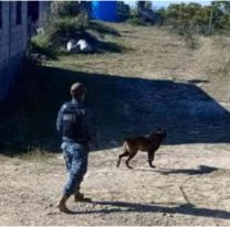 Quién es Roco, el perro policía que encontró a un jujeñito desaparecido