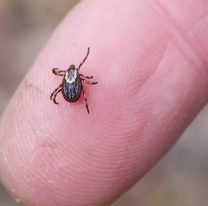 Garrapatas en Jujuy:  advierten la presencia de la bacteria que produce la "Fiebre Manchada"