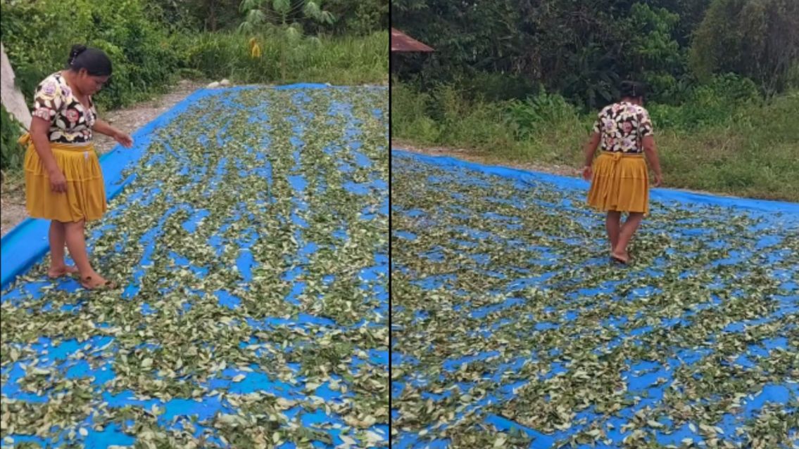 Mostraron como separan la coca y se arm� tremenda pol�mica: "con los pi�s" 
