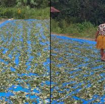 Mostraron como separan la coca y se arm&oacute; tremenda pol&eacute;mica: "con los pi&eacute;s" 