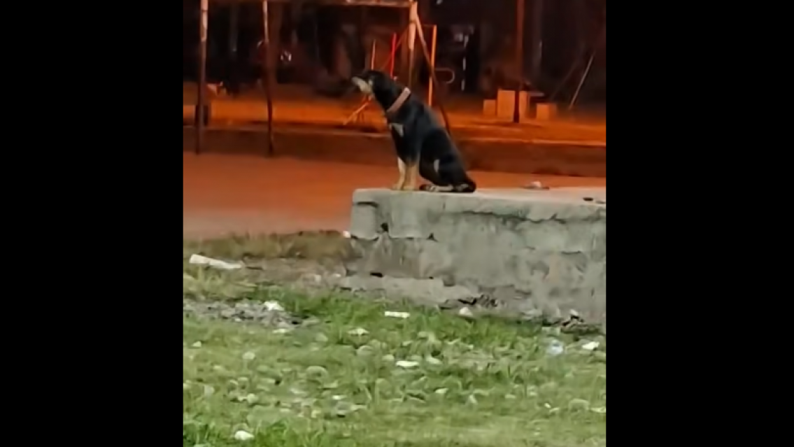 Perrita perdida pasó la noche aullando en una plaza de Jujuy
