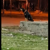 Perrita perdida pasó la noche aullando en una plaza de Jujuy
