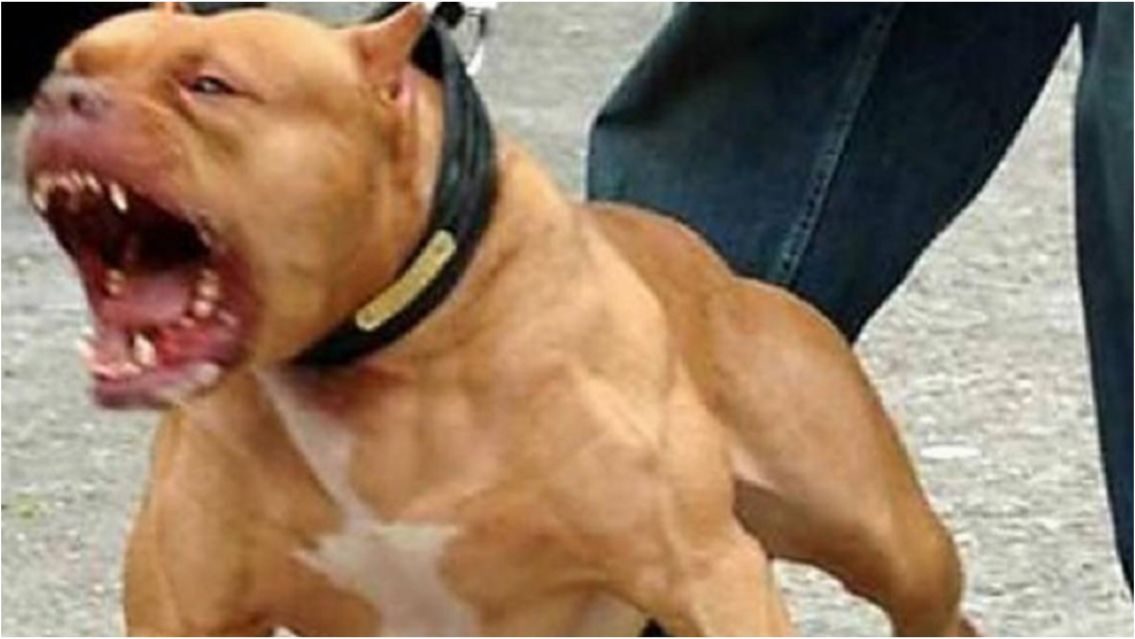 Feroz ataque de pitbull a un norte�o: la pas� muy mal