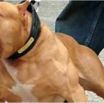 Feroz ataque de pitbull a un norteño: la pasó muy mal