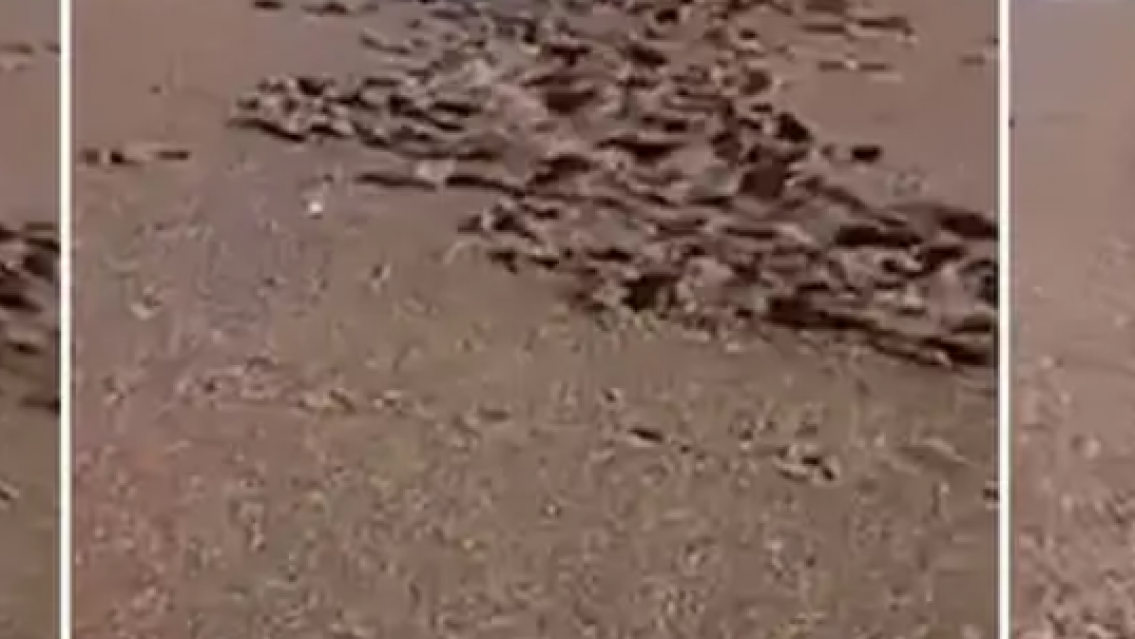 Soltó a su pitbull para que ataque a lobitos marinos