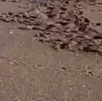 Soltó a su pitbull para que ataque a lobitos marinos