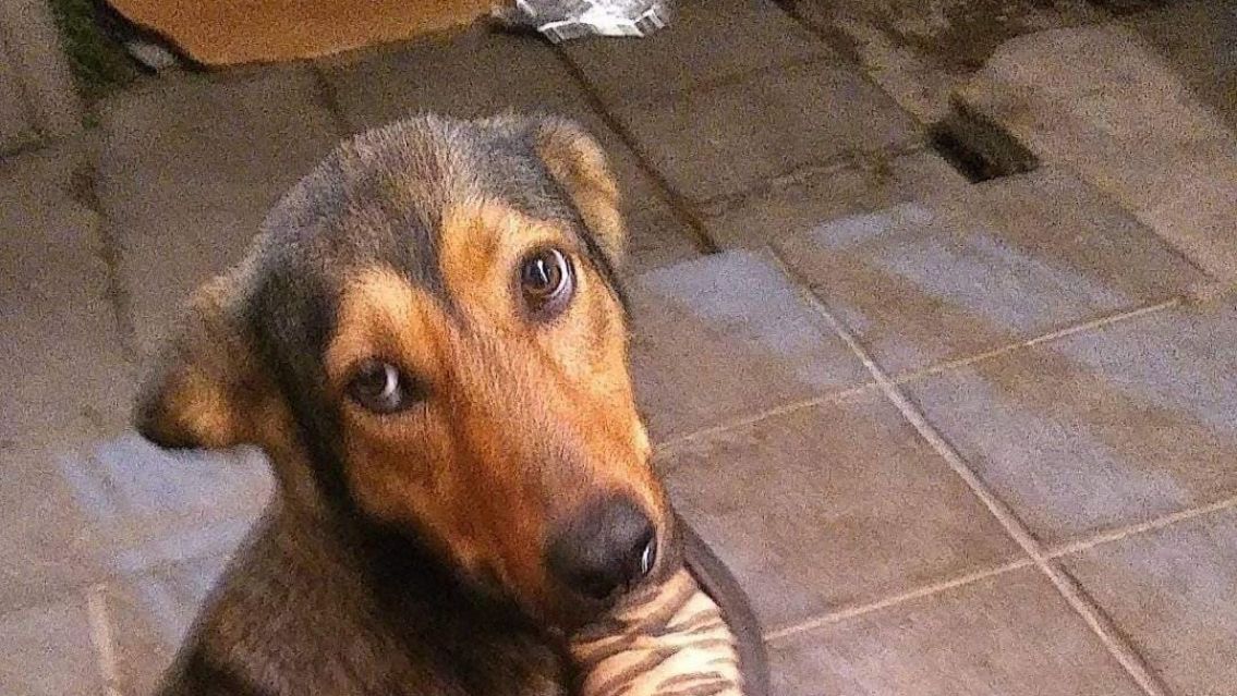 Desesperada b�squeda de "Orejas", una perra perdida durante la tormenta en San Pedrito