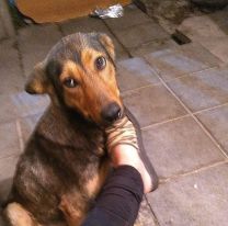 Desesperada búsqueda de "Orejas", una perra perdida durante la tormenta en San Pedrito