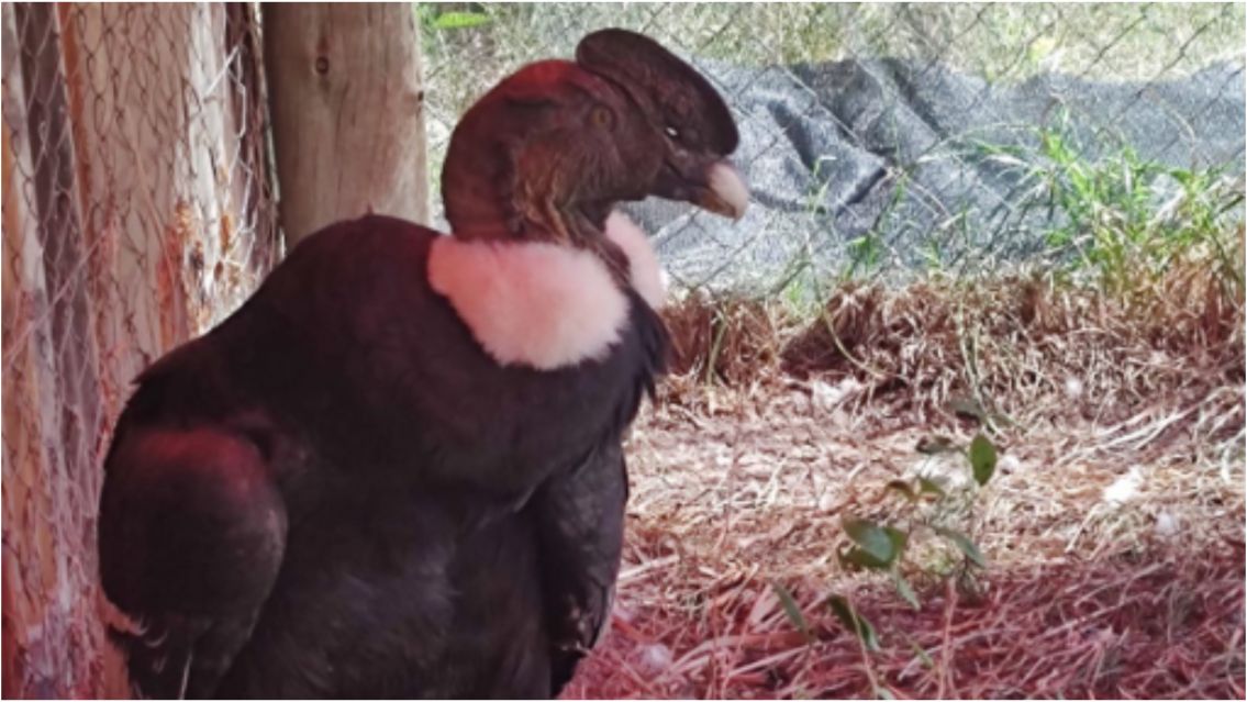 El cóndor andino rescatado en Volcán viajará a Buenos Aires para su recuperación
