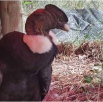 El cóndor andino rescatado en Volcán viajará a Buenos Aires para su recuperación