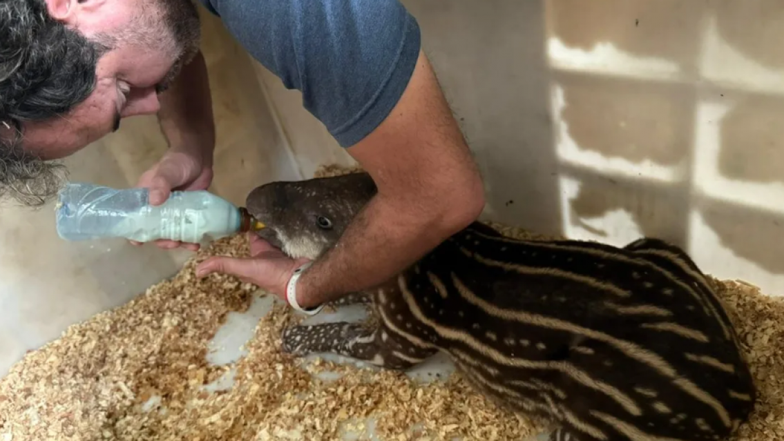 Cría de tapir rescatada en Ledesma tras ser hallada sola en un desarenador
